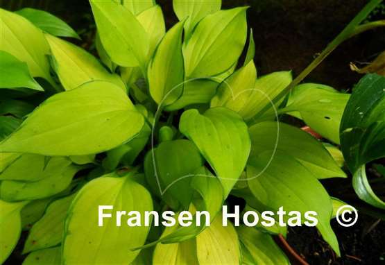 Hosta Made in Spades